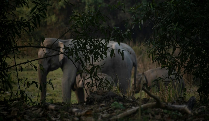 a couple of elephants standing next to each other